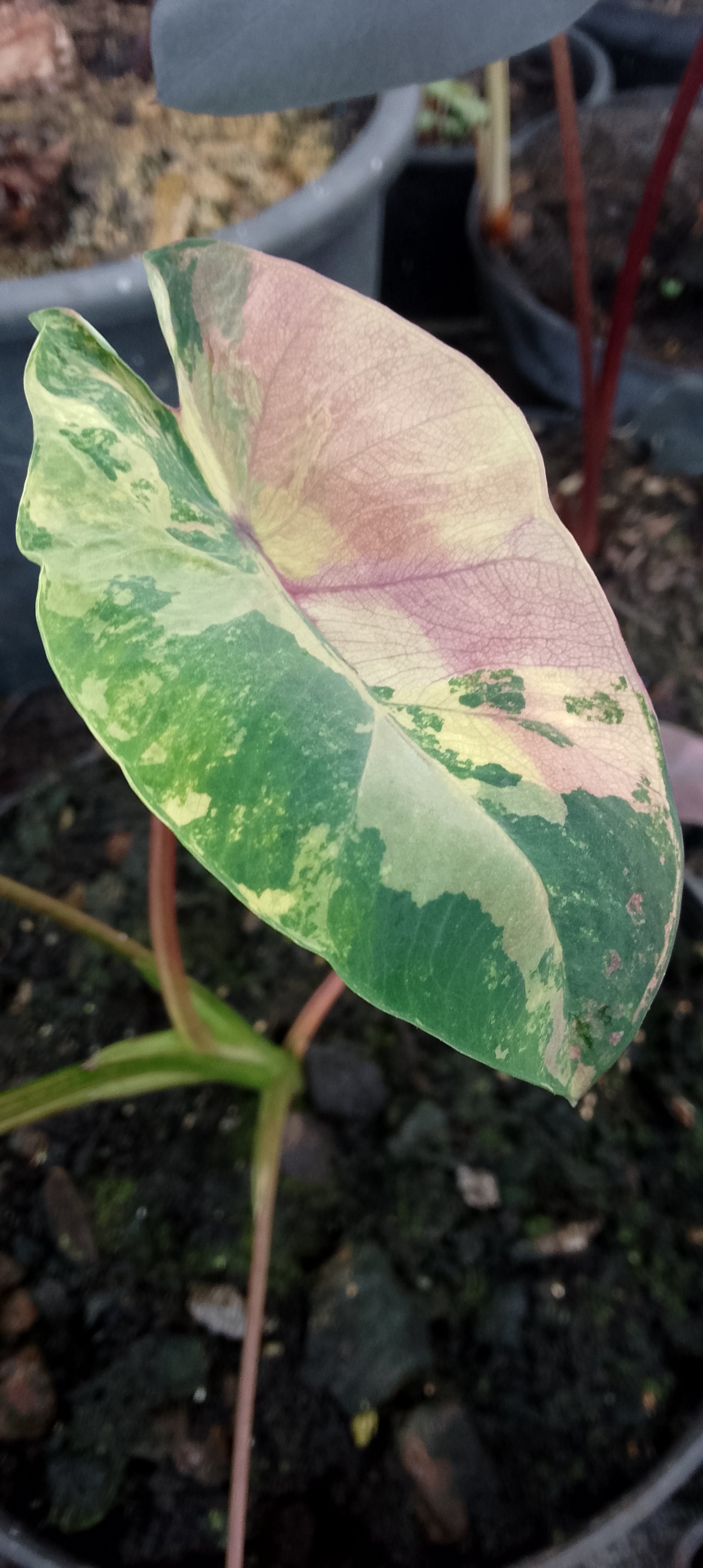 Colocasia