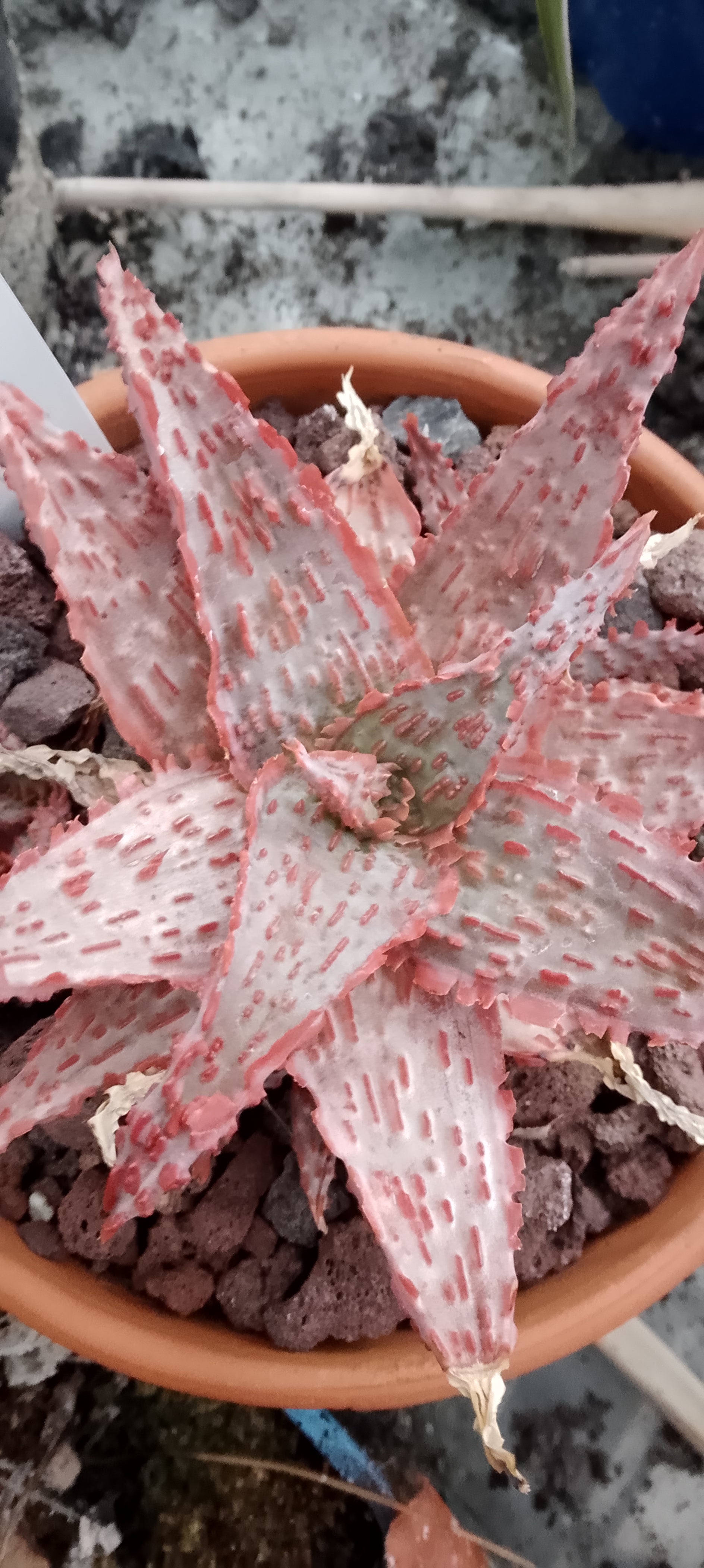 Aloe07