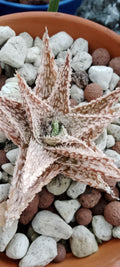 Aloe 08
