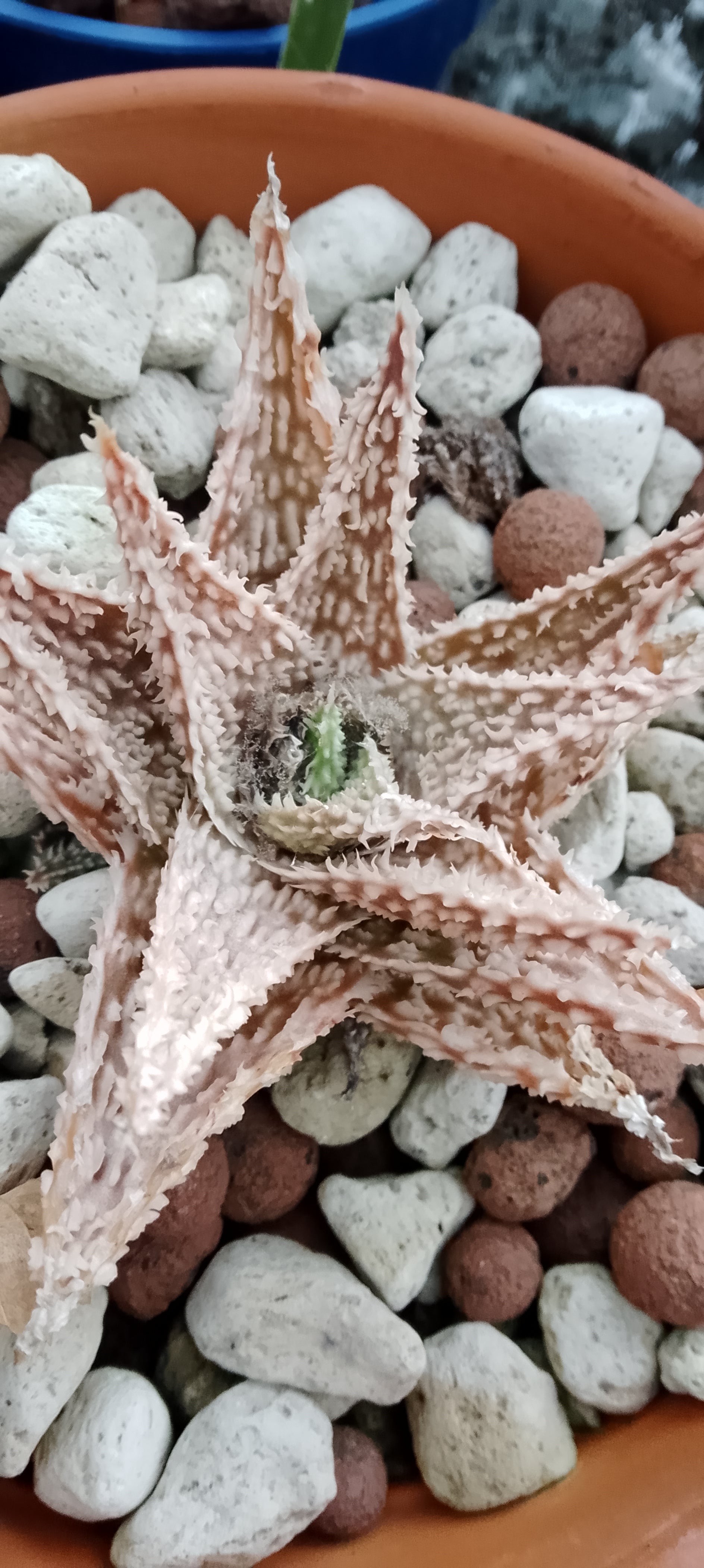 Aloe 08