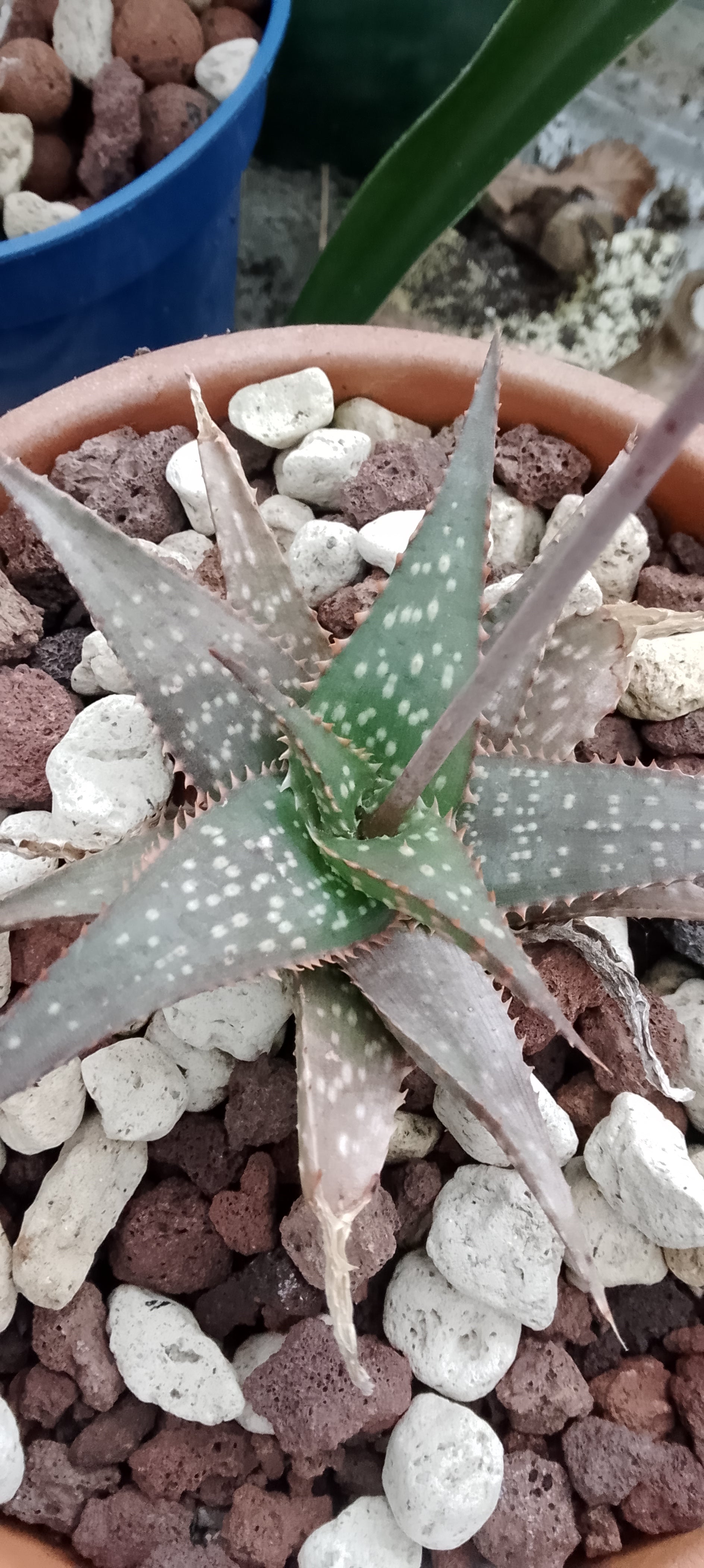 Aloe 06