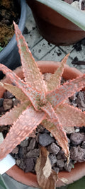 Aloe hybride 2