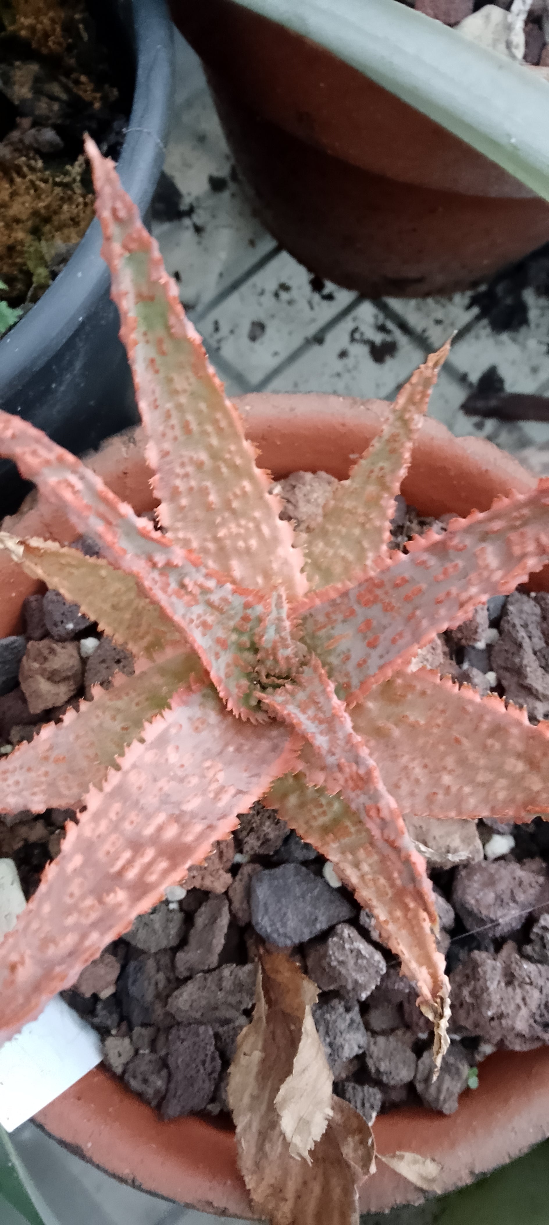 Aloe hybride 2
