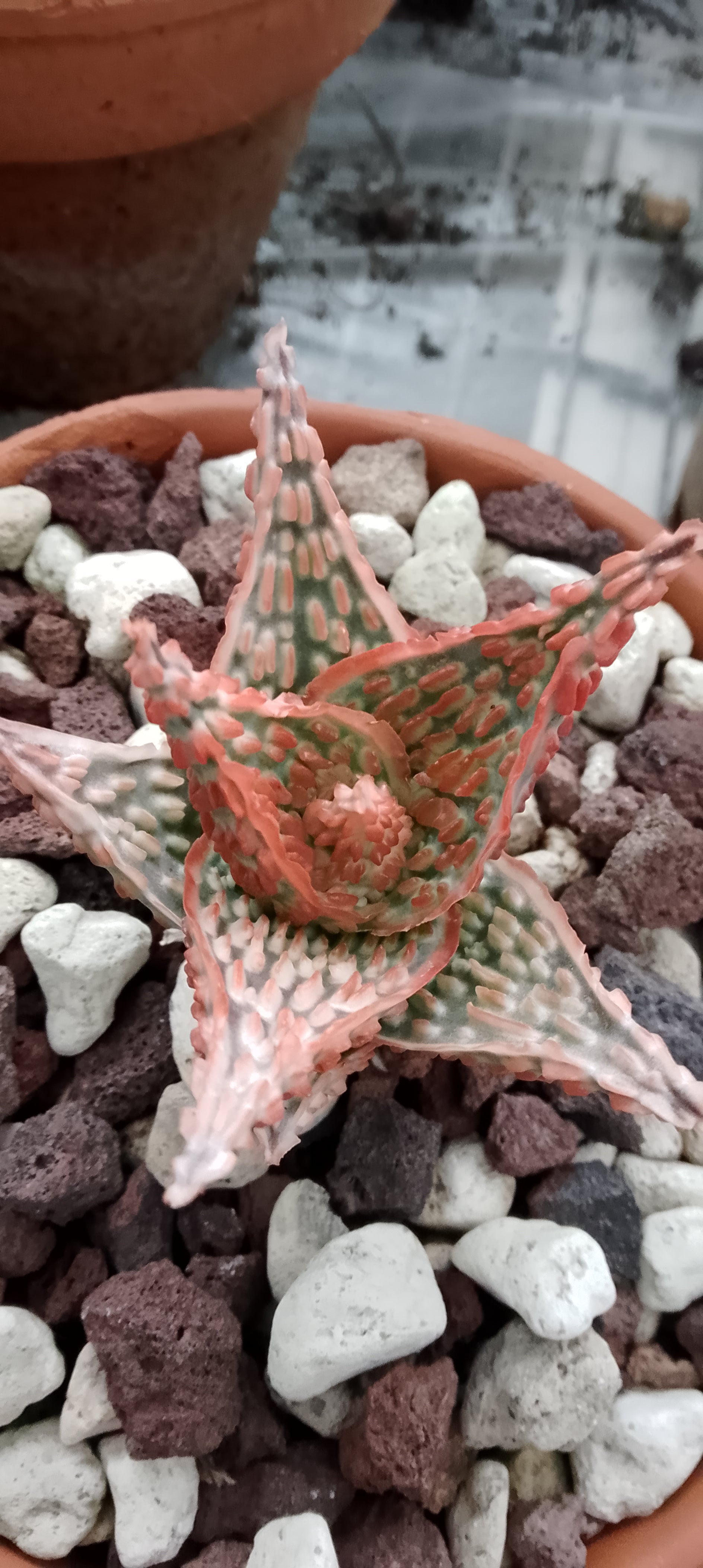 Aloe 05