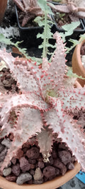 Aloe 04