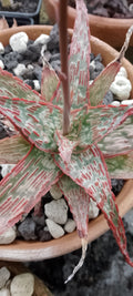 Aloe hybride 03