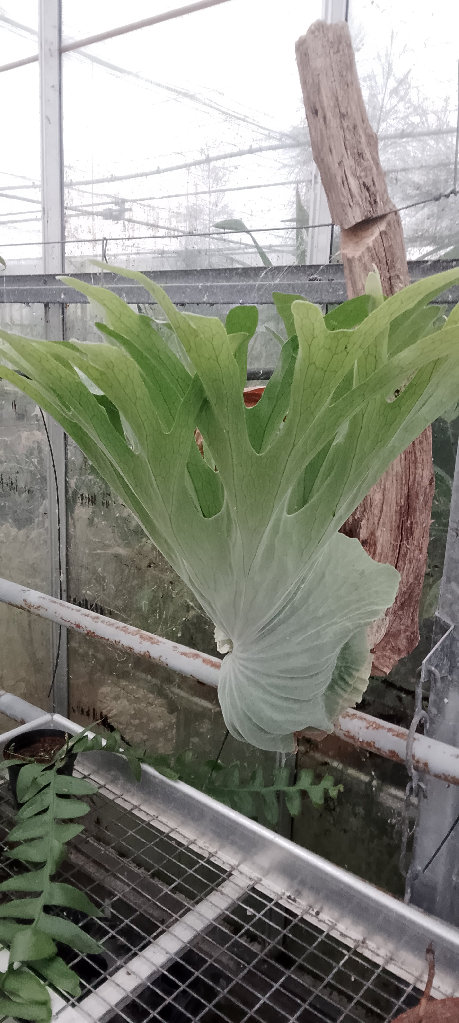 Platycerium superbum