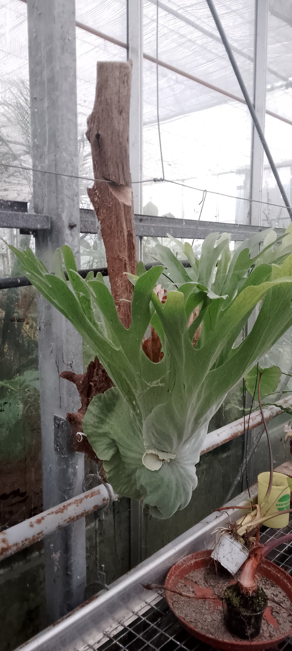 Platycerium superbum
