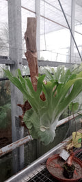 Platycerium superbum