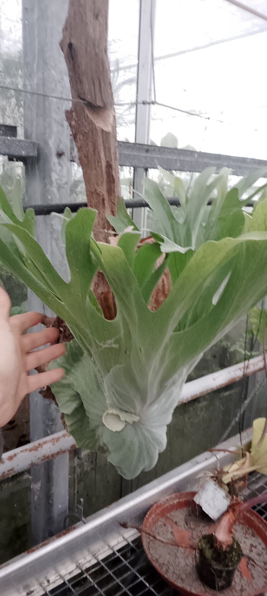 Platycerium superbum