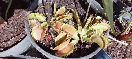 Dionaea muscipula Antonov-225, dionée géante, pièges de 6 cm