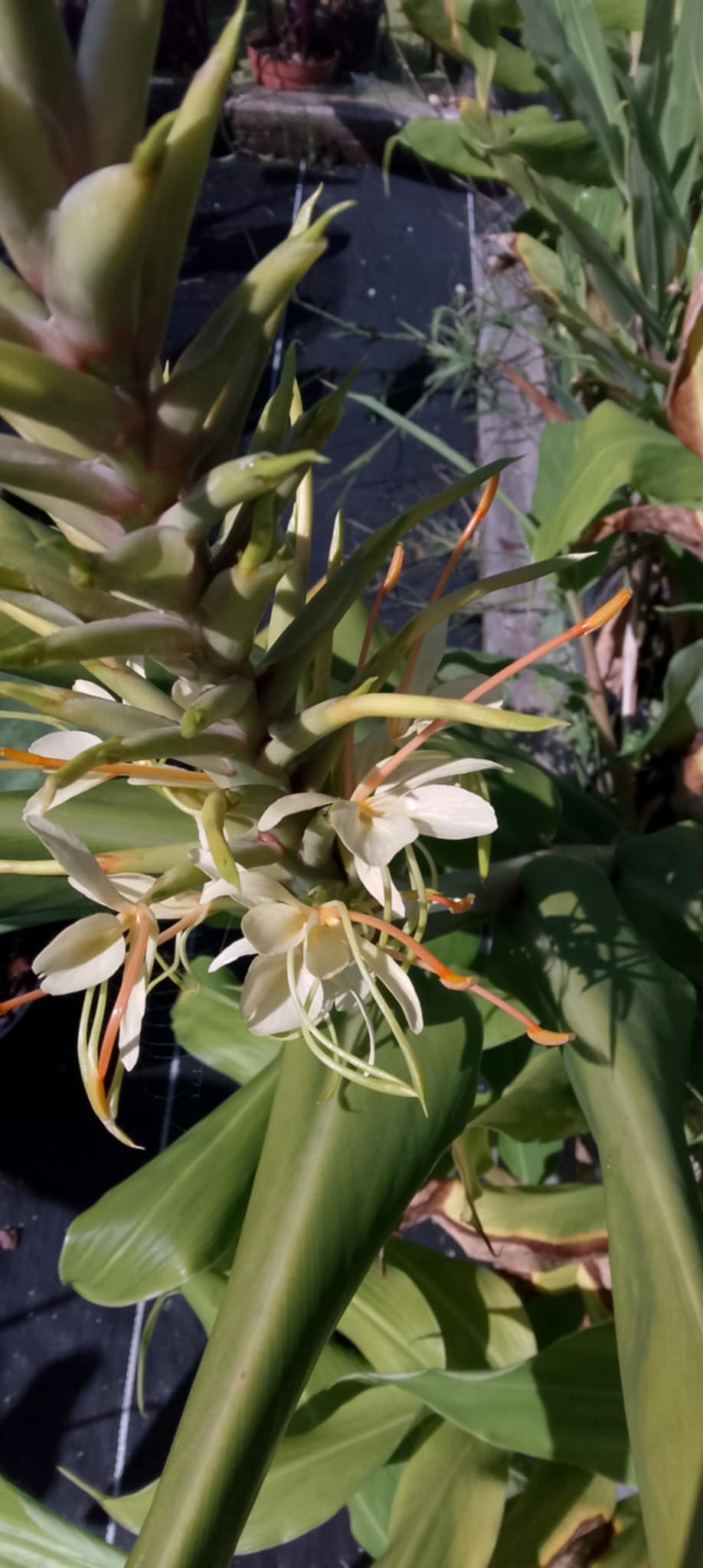hedychium gardnerianum