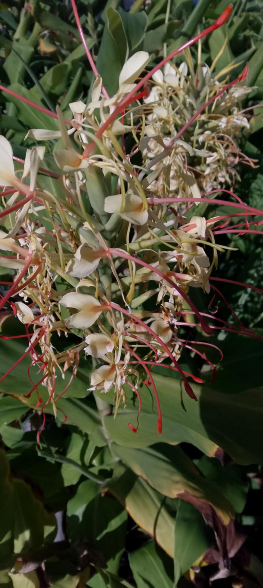 hedychium gardnerianum
