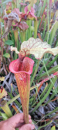 Sarracenia x Saurus x Moorei Adrian Slack