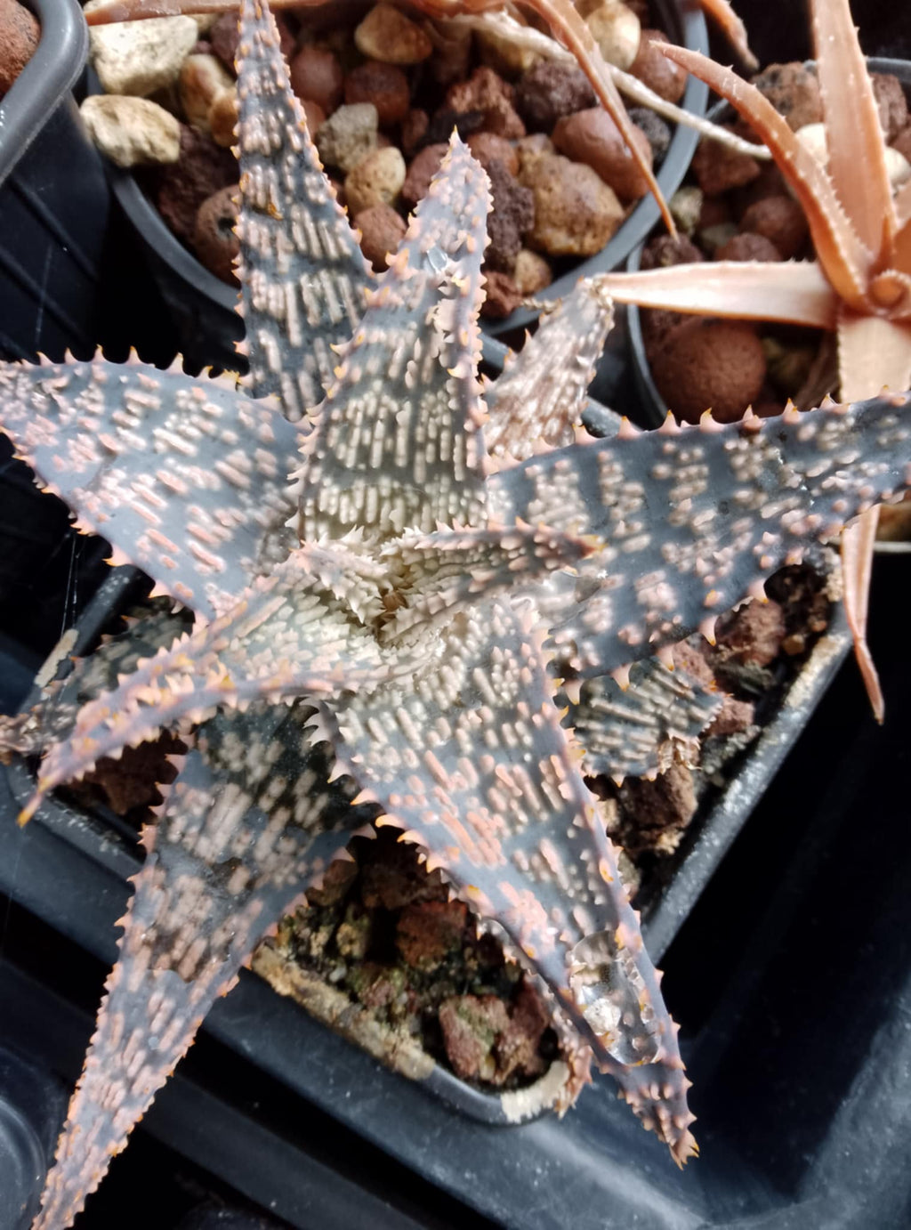 Aloe hybride 1