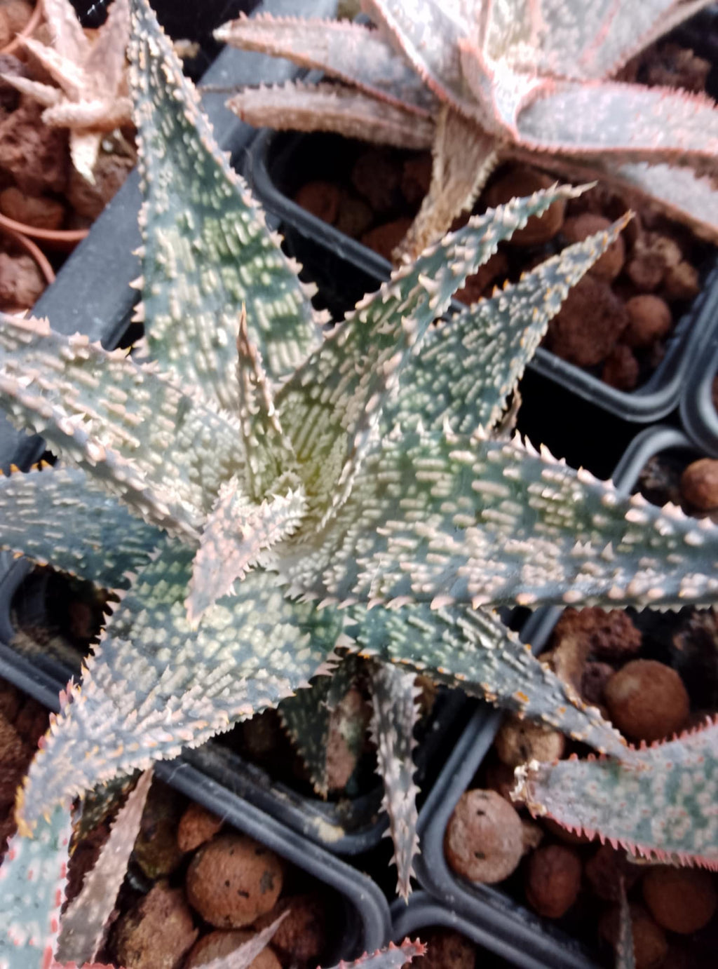 Aloe hybride 1