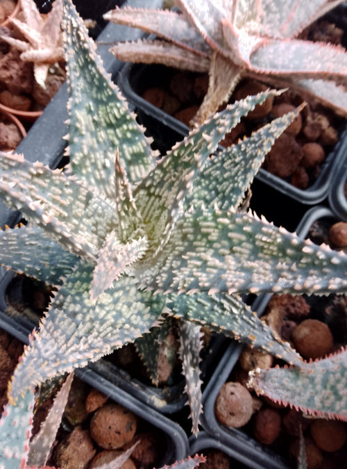 Aloe hybride 1