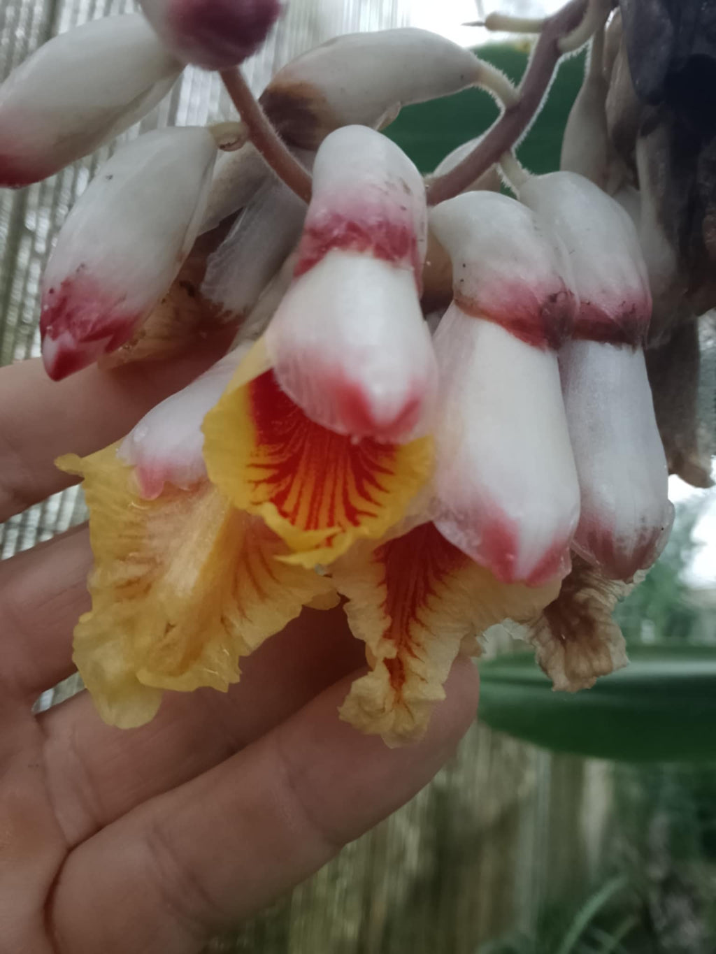 Alpinia zerumbet