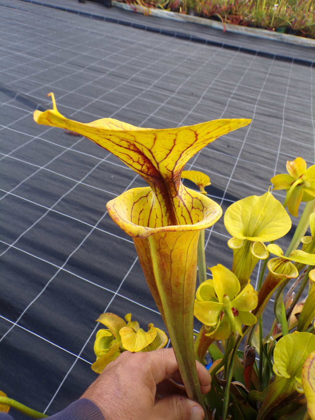 Sarracenia flava, clone orange