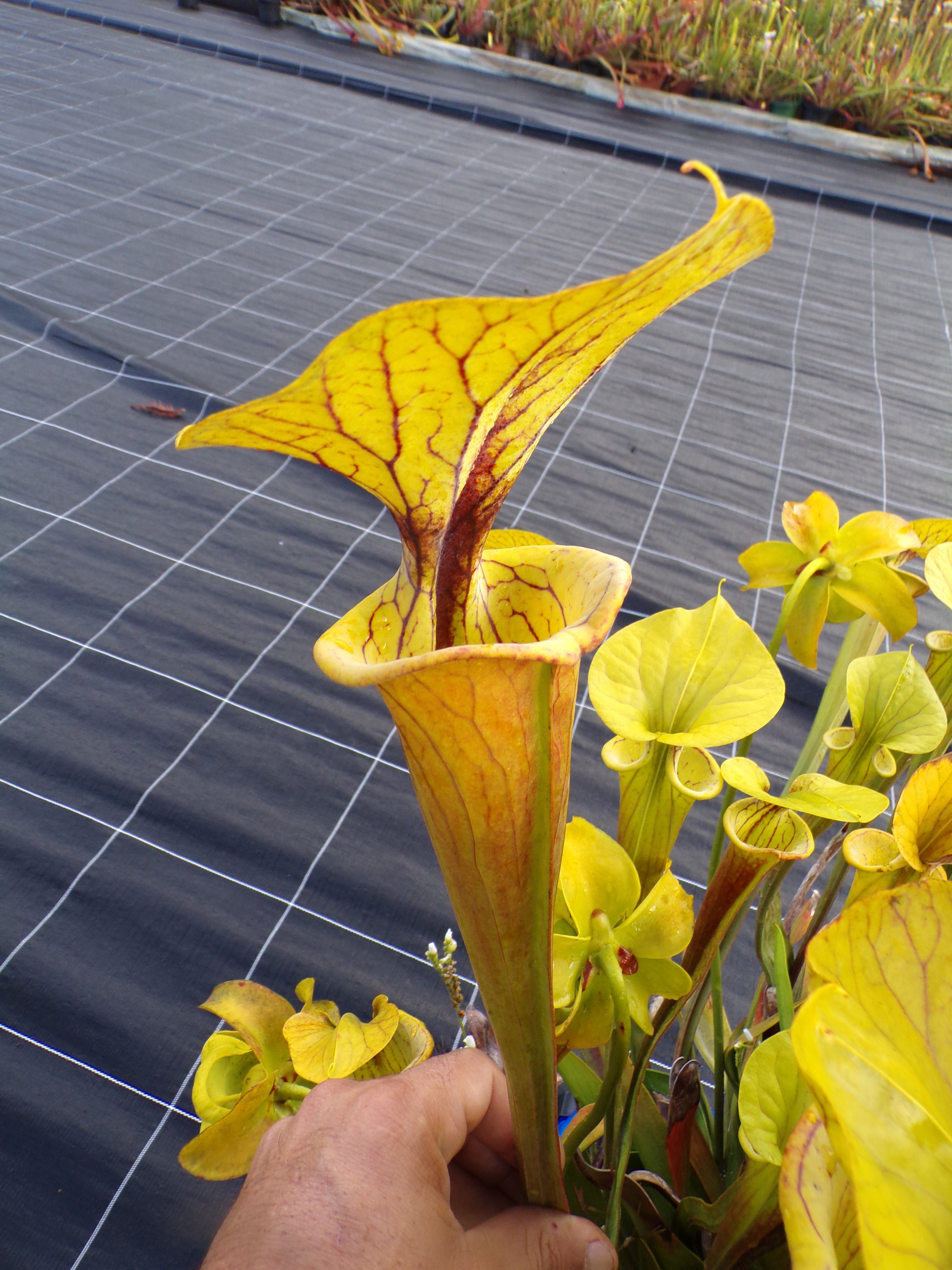 Sarracenia flava, clone orange