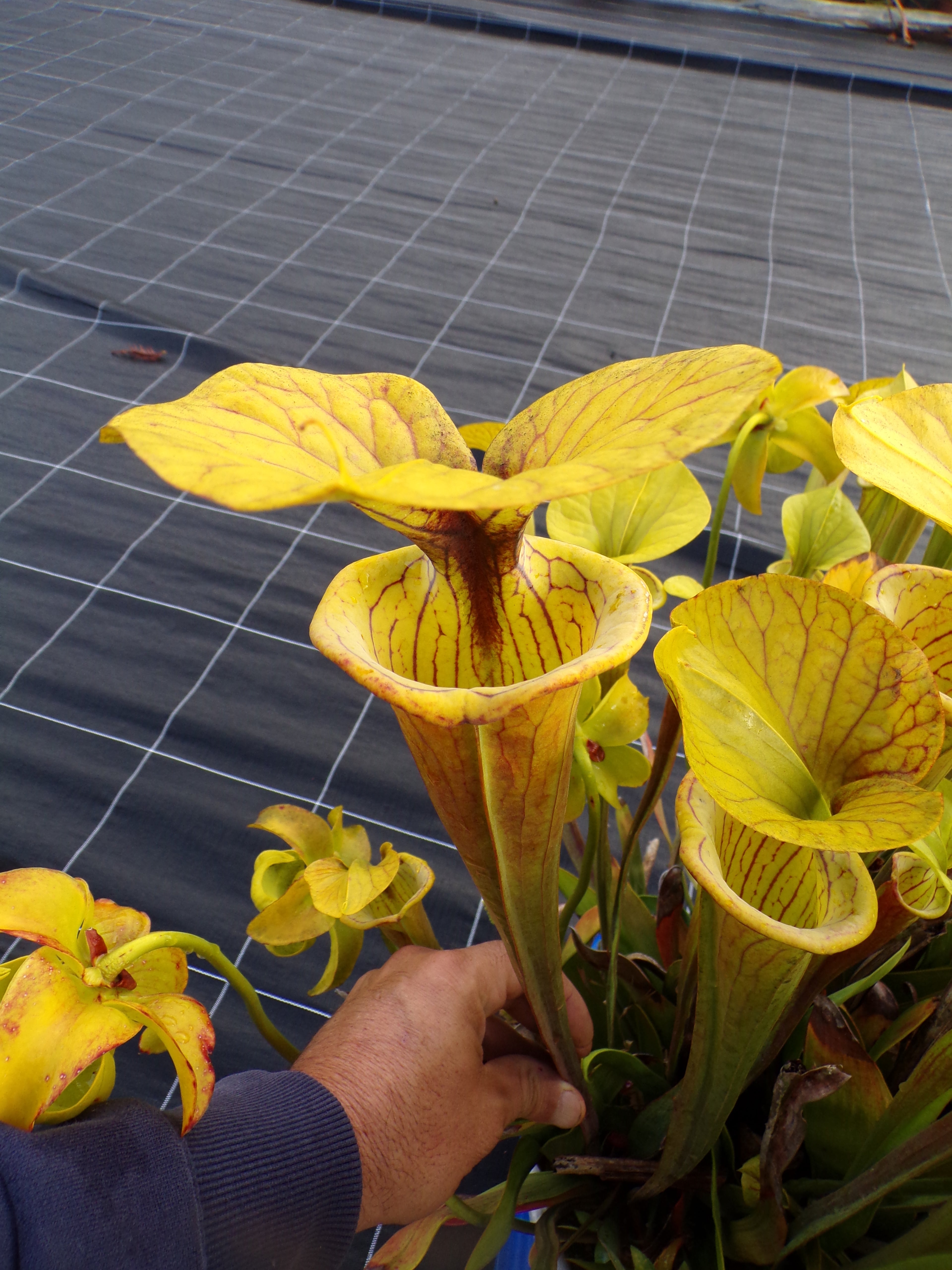 Sarracenia flava, clone orange