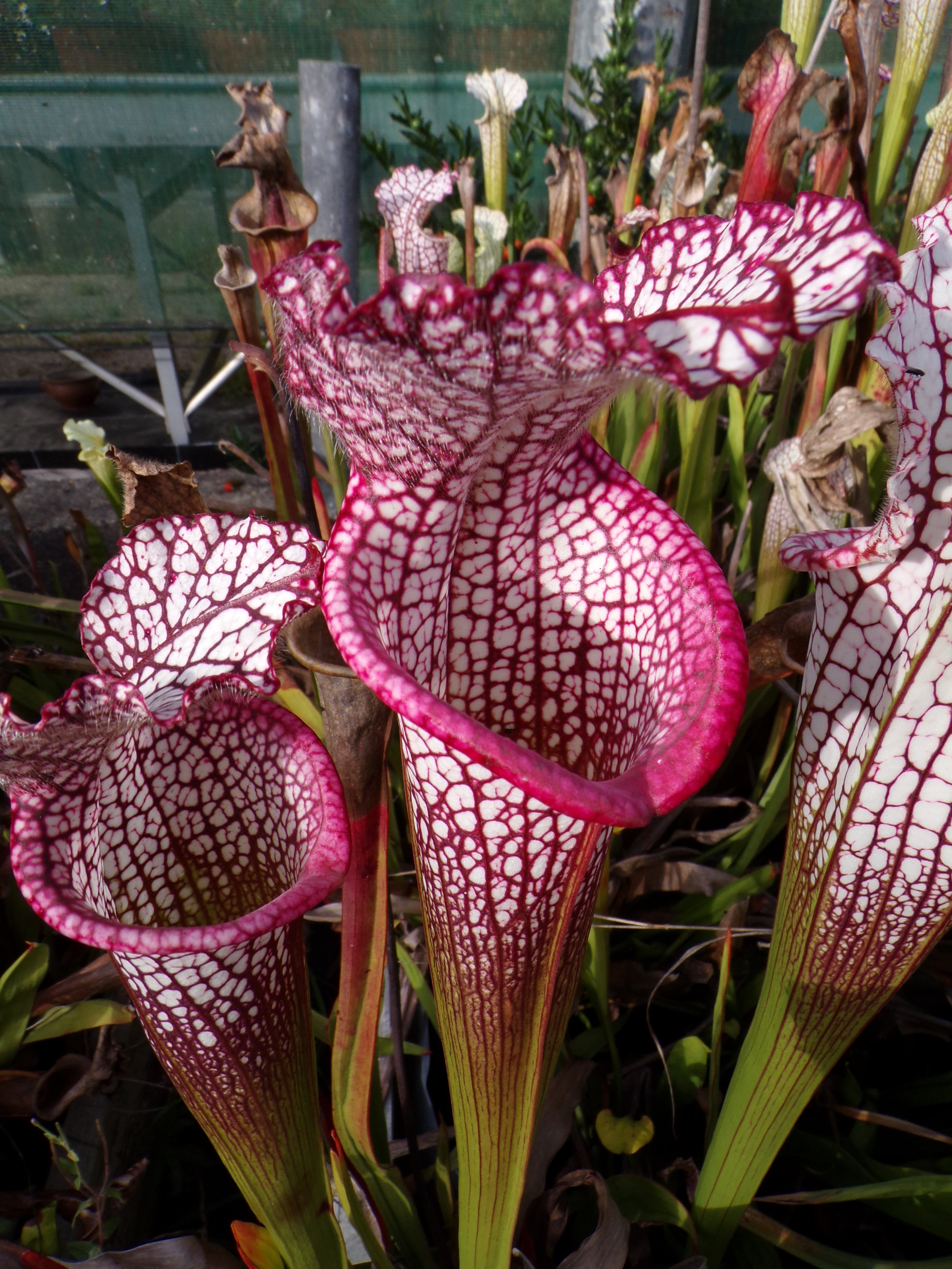 Sarracenia leucophyla, pink lips.