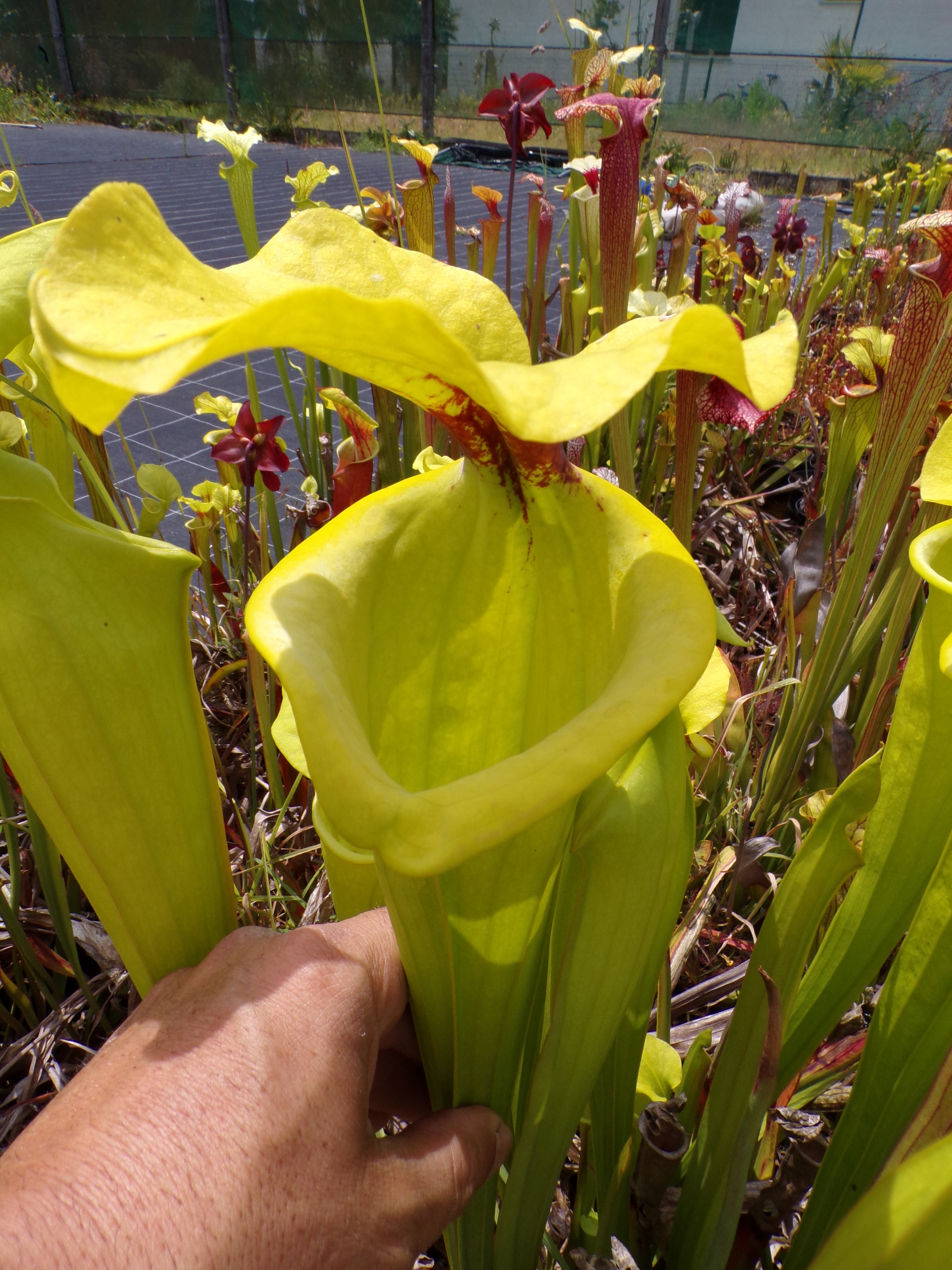 Sarracenia Saurus x Saurus