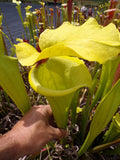 Sarracenia Saurus x Saurus