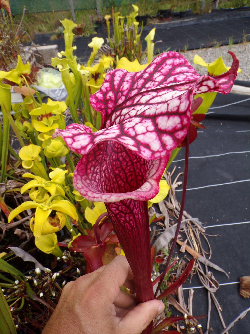 Sarracenia x Raspberry Kiss