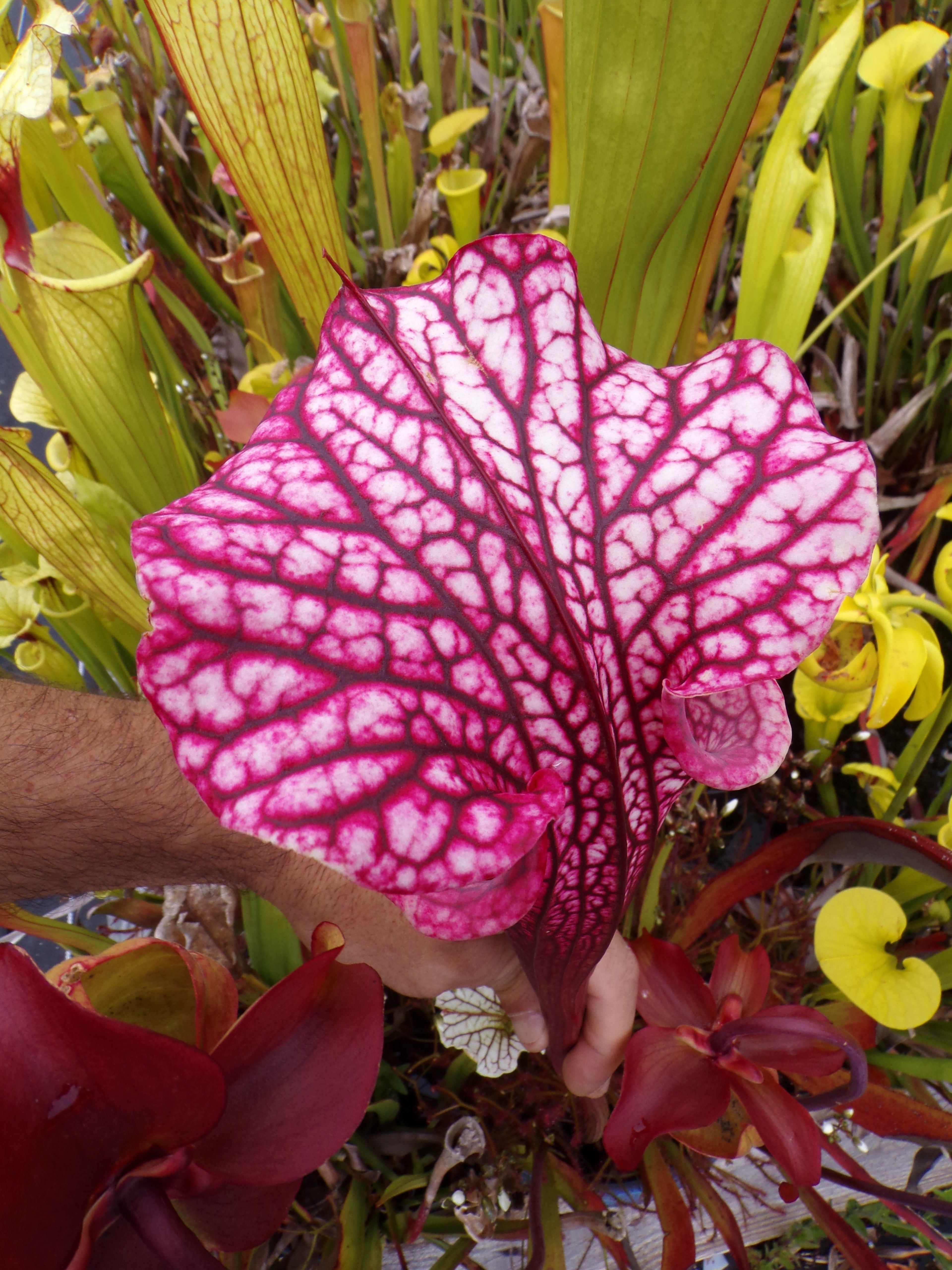 Sarracenia x Raspberry Kiss