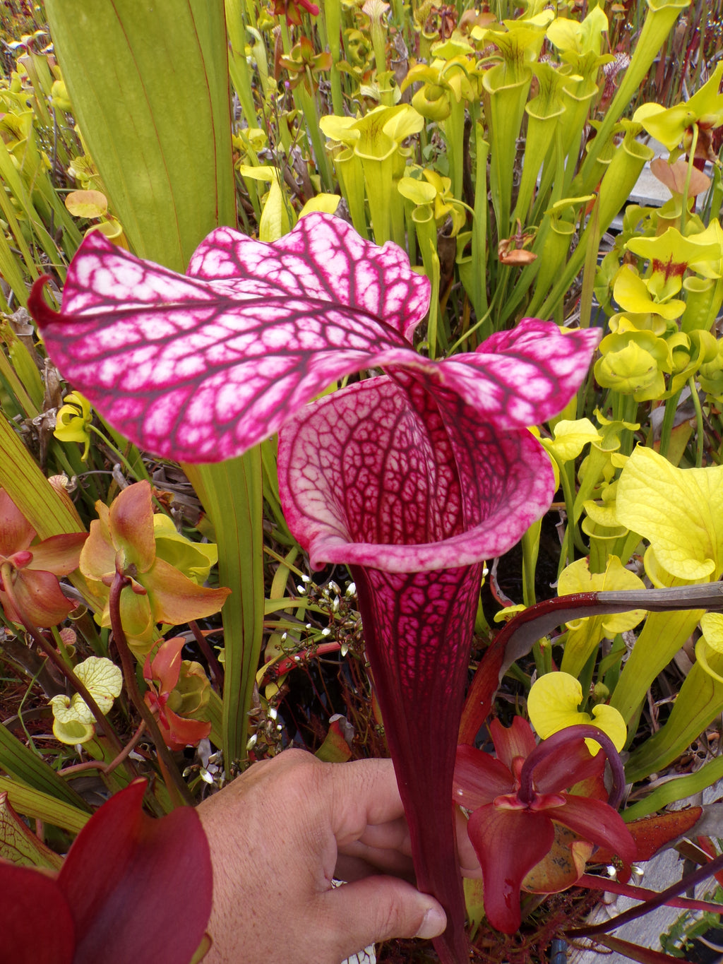 Sarracenia x Raspberry Kiss