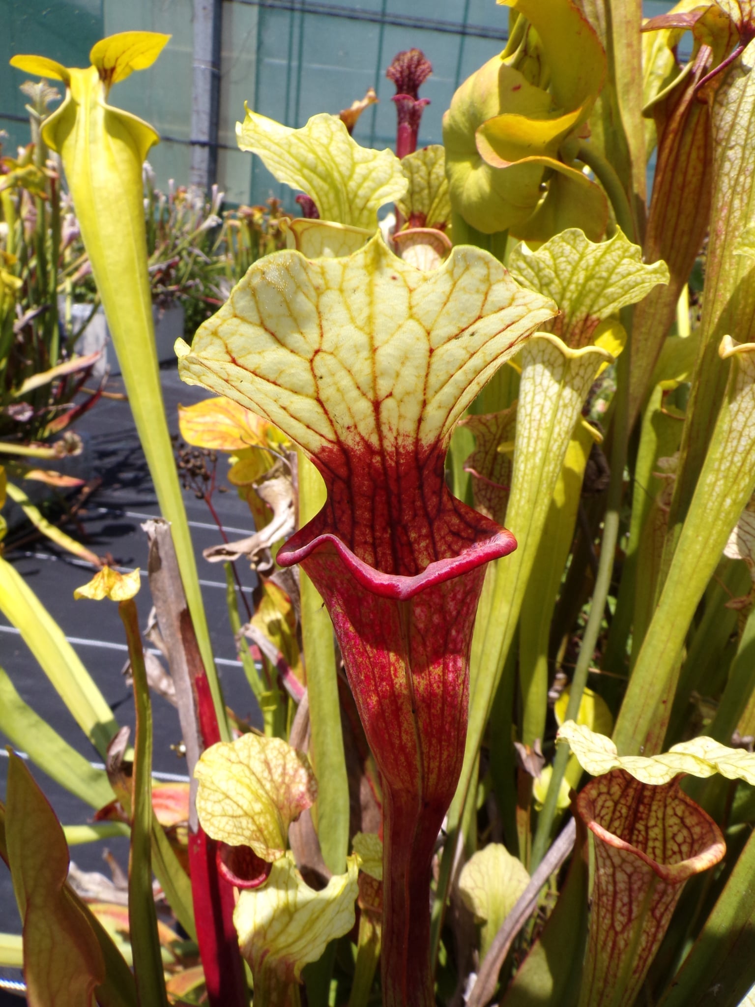 Sarracenia leucophylla Schnell Ghost x Saurus