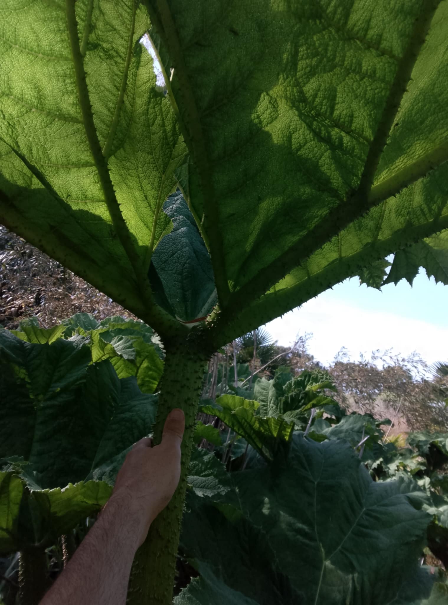 Gunnera manicata