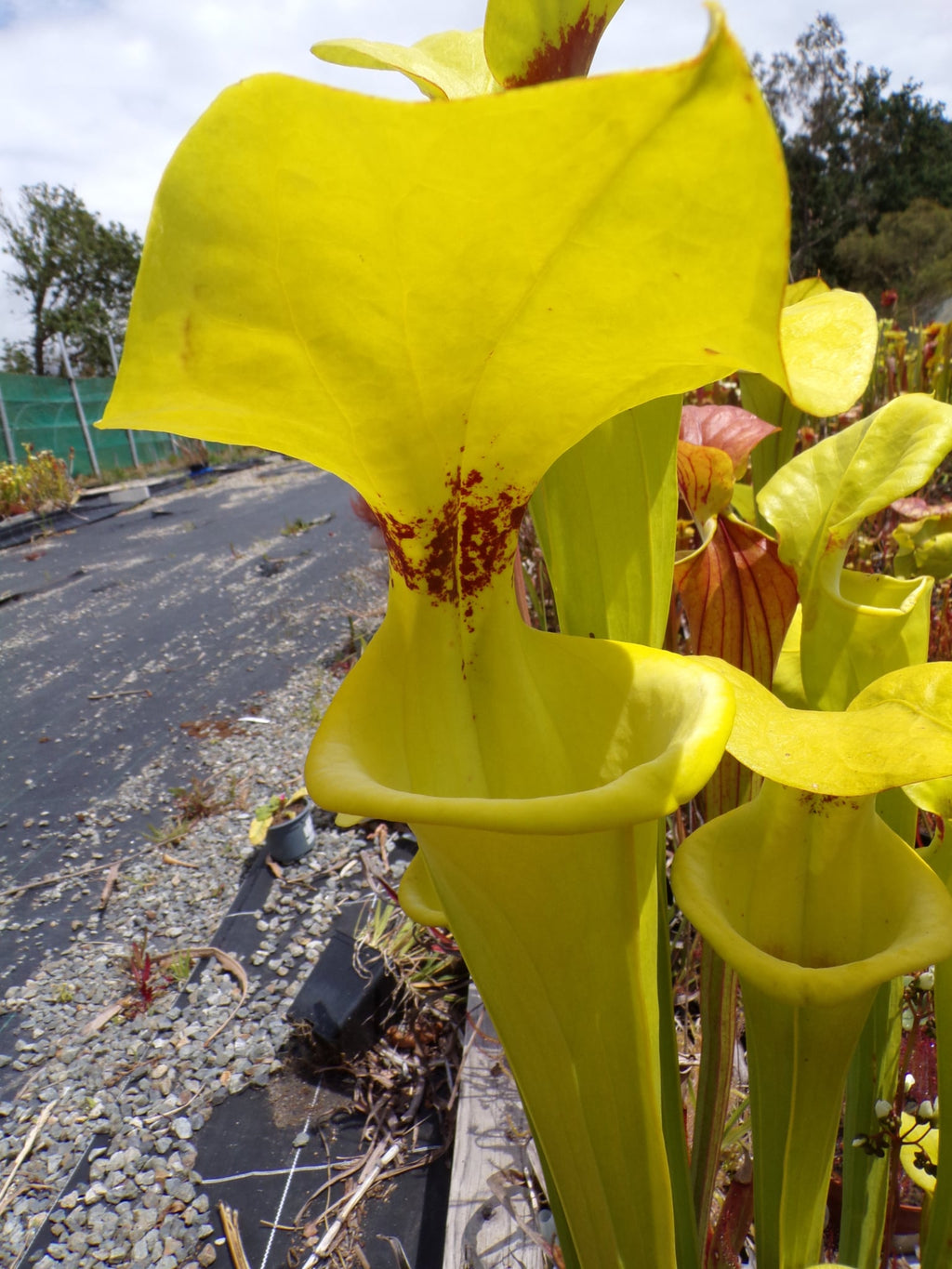 Sarracenia flava var rugelii "Splash!"