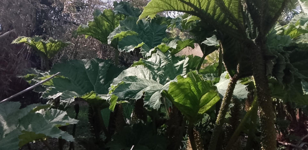 Gunnera manicata