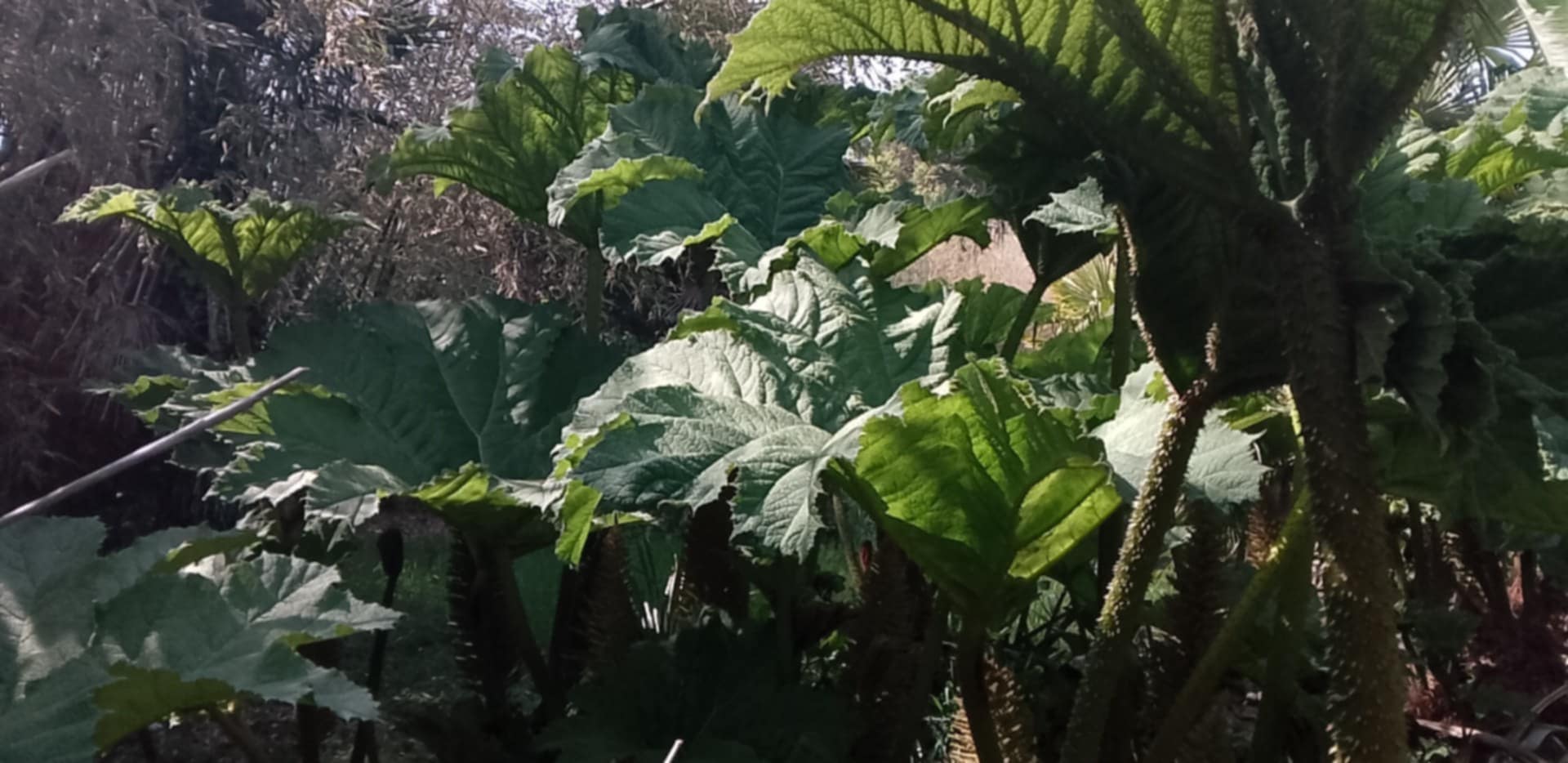 Gunnera manicata