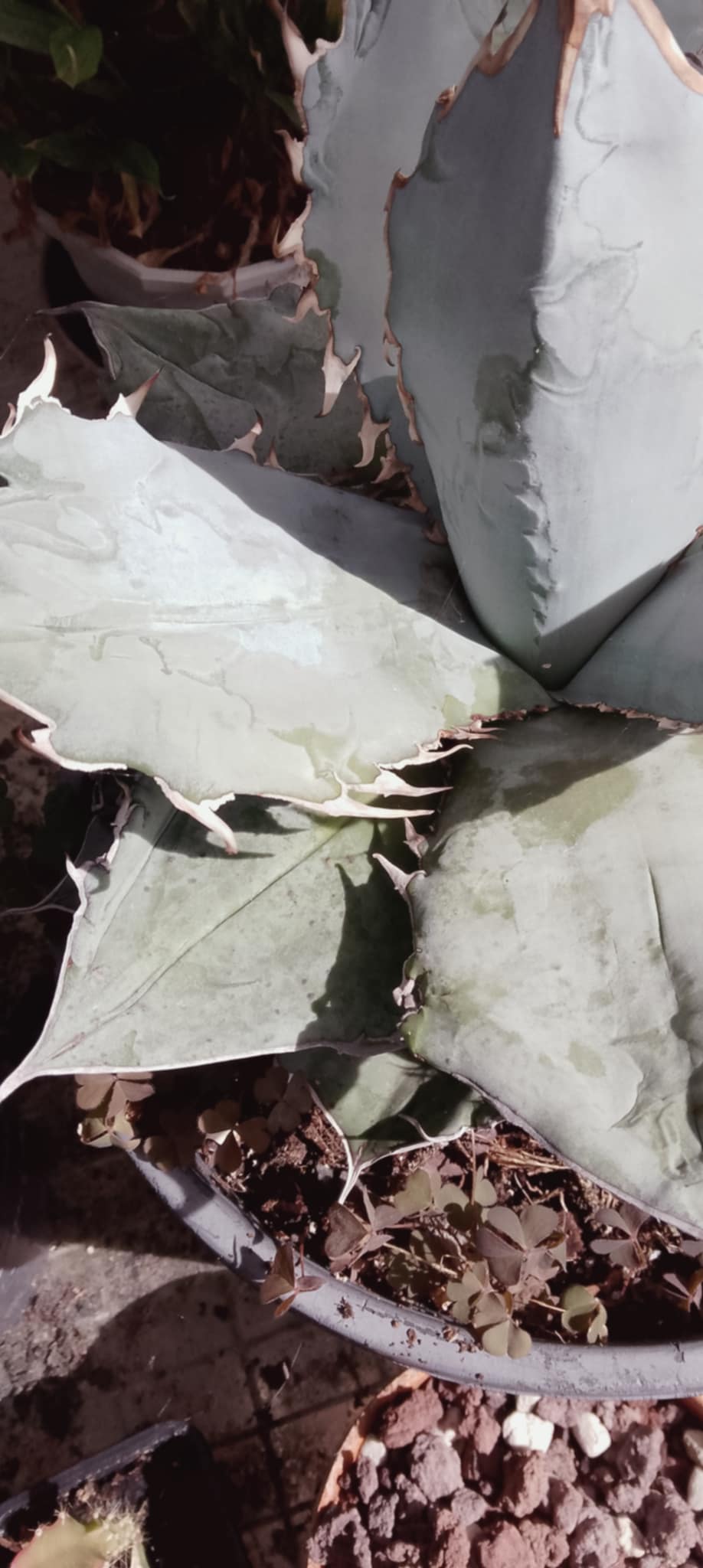 Agave titanota 'White Ice'