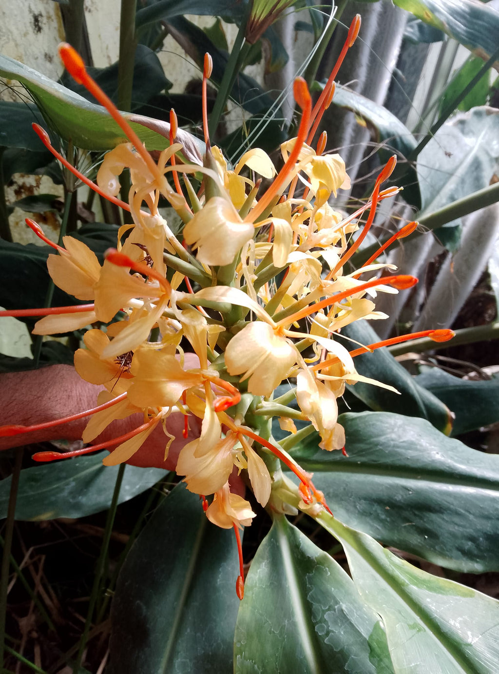 hedychium gardnerianum