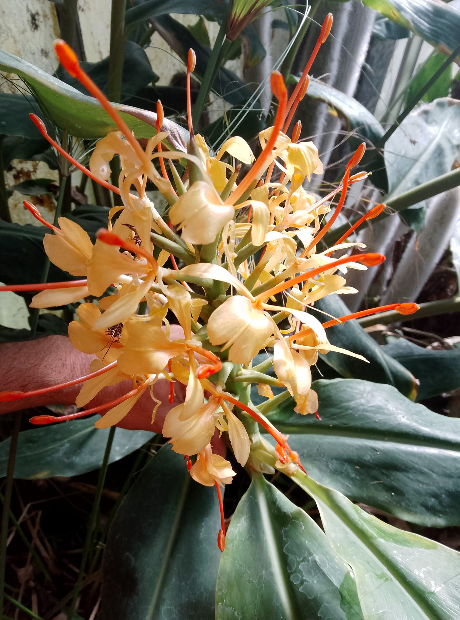 hedychium gardnerianum