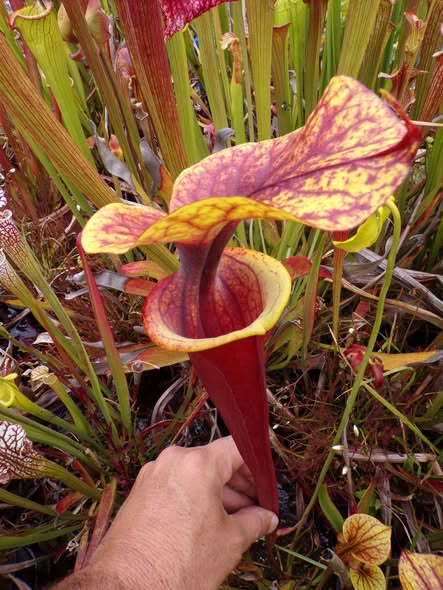 Sarracenia flava var rubricorpora