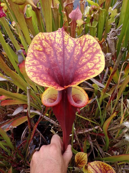 Sarracenia flava var rubricorpora