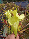 Sarracenia x Moorei "Fluo"