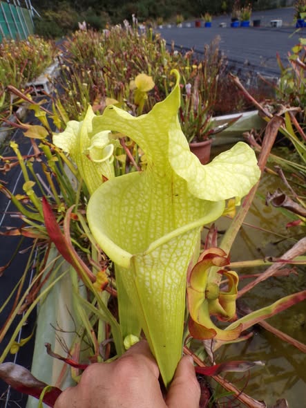 Sarracenia x Moorei "Fluo"