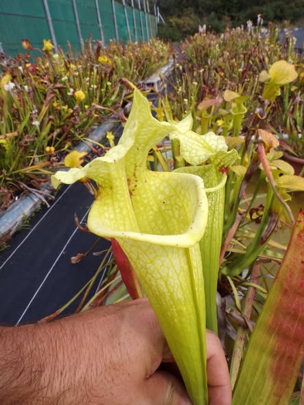 Sarracenia x Moorei "Fluo"