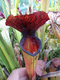 Sarracenia x Black Hole