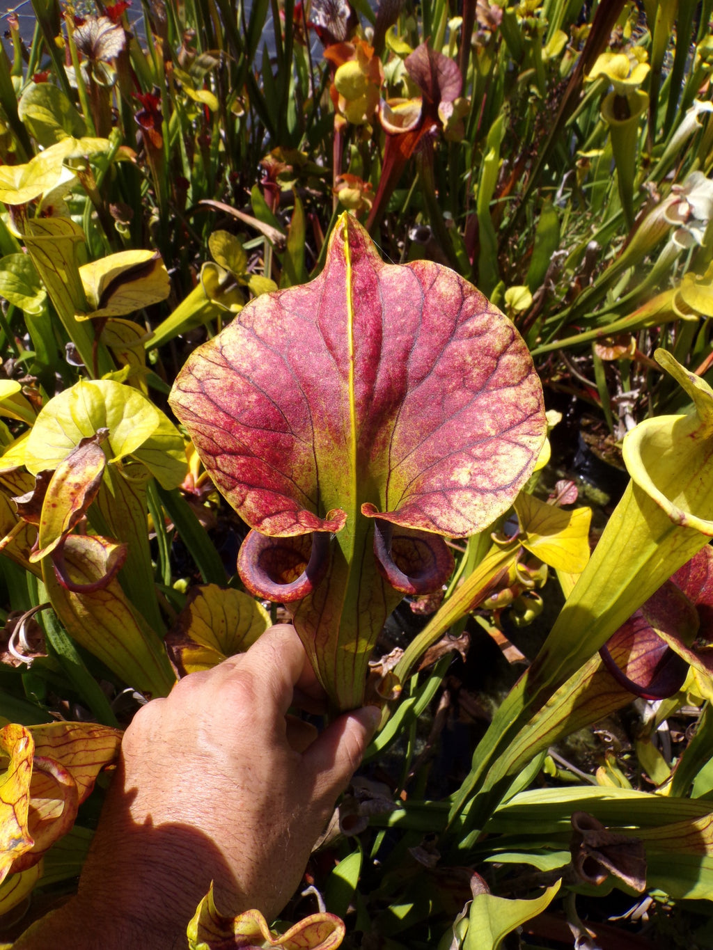 Sarracenia Saurus x Saurus