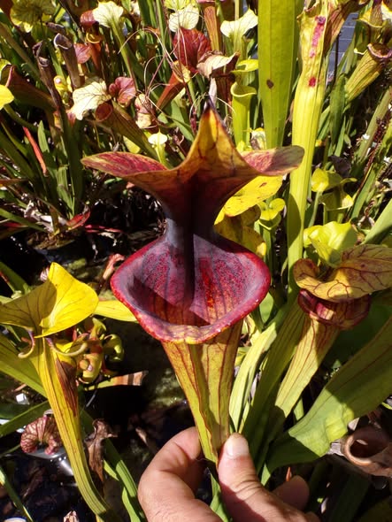 Sarracenia Saurus x Saurus