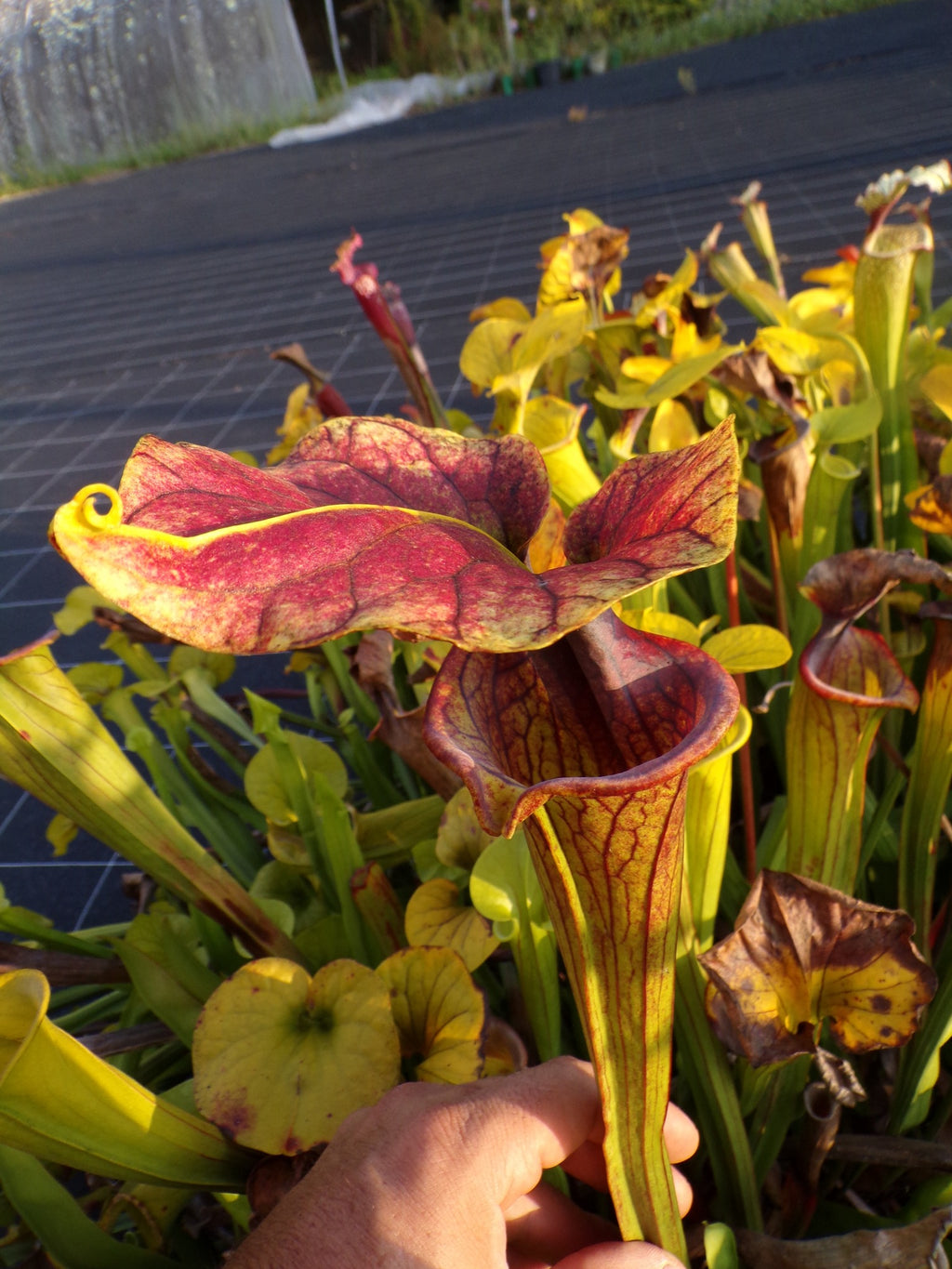 Sarracenia Saurus x Saurus