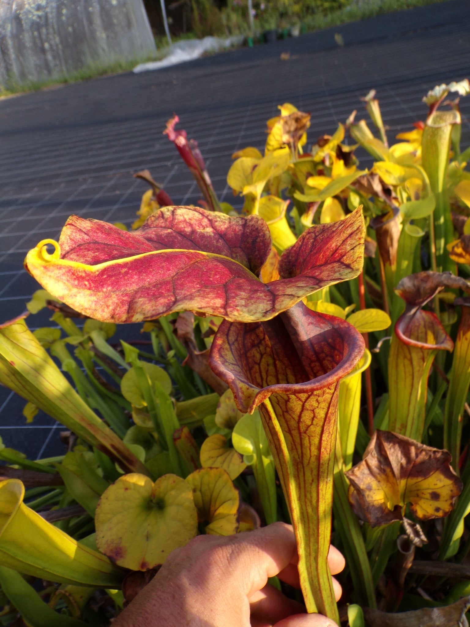 Sarracenia Saurus x Saurus