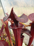 Sarracenia flava var atropurpurea
